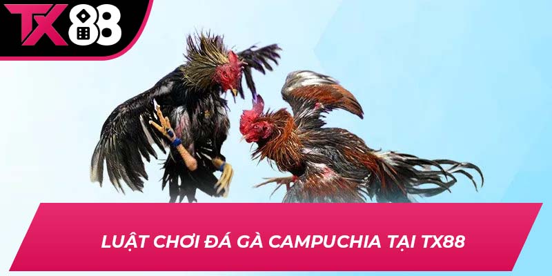 Luật chơi đá gà Campuchia tại TX88